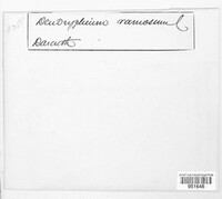 Curvularia ramosa image